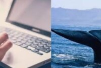 Blue Whale Tiktok Viral