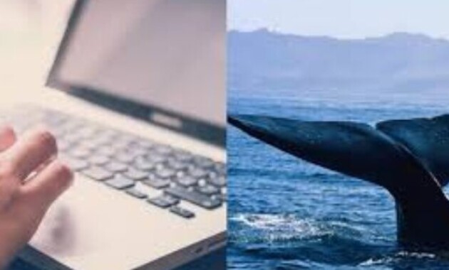 Blue Whale Tiktok Viral