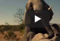 Video Lem Gajah Viral di Tiktok