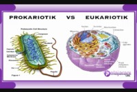 perbedaan sel prokariotik dan eukariotik beserta contohnya
