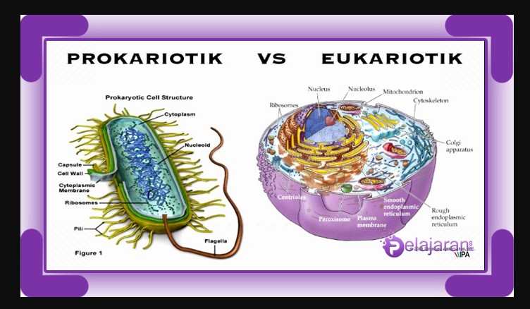 perbedaan sel prokariotik dan eukariotik beserta contohnya